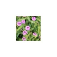 Verbena rigida (Marie-Elise LIENNARD)