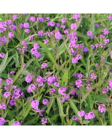 Verbena rigida (Marie-Elise LIENNARD)