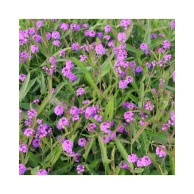 Verbena rigida (Marie-Elise LIENNARD)
