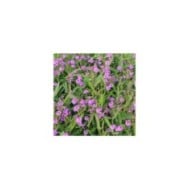 Verbena rigida (Marie-Elise LIENNARD)