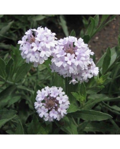 Verbena rigida 'Polaris' (KHQ / flickr.com)