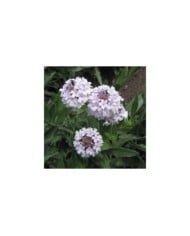 Verbena rigida 'Polaris' (KHQ / flickr.com)