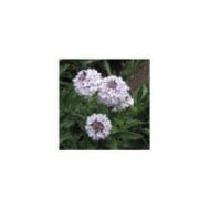 Verbena rigida 'Polaris' (KHQ / flickr.com)