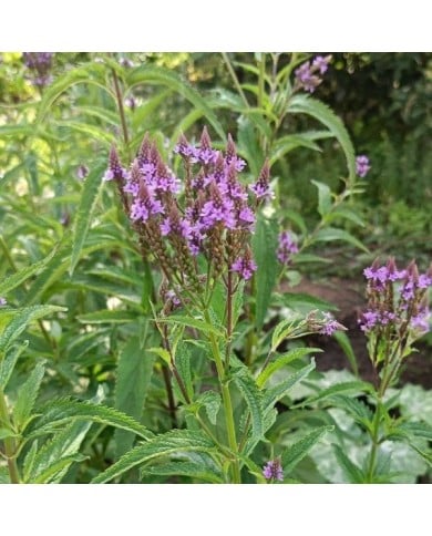Verbena hastata 'Blue Spires' (Daria / Adobe Stock)