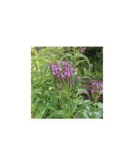 Verbena hastata 'Blue Spires' (Daria / Adobe Stock)