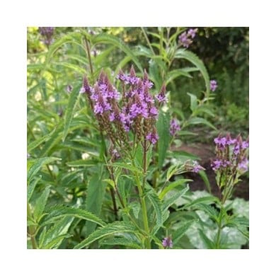 Verbena hastata 'Blue Spires' (Daria / Adobe Stock)
