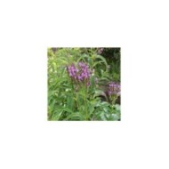 Verbena hastata 'Blue Spires' (Daria / Adobe Stock)