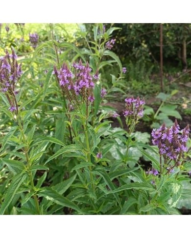 Verbena hastata 'Blue Spires' (Daria / Adobe Stock)