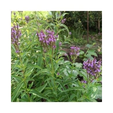 Verbena hastata 'Blue Spires' (Daria / Adobe Stock)