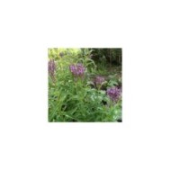 Verbena hastata 'Blue Spires' (Daria / Adobe Stock)