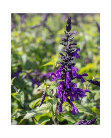 Salvia 'Amistad'® (Valleybrook Gardens / flickr.com)