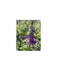 Salvia 'Amistad'® (Valleybrook Gardens / flickr.com)