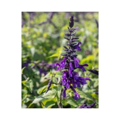 Salvia 'Amistad'® (Valleybrook Gardens / flickr.com)