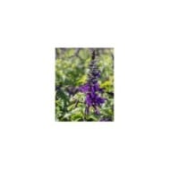 Salvia 'Amistad'® (Valleybrook Gardens / flickr.com)