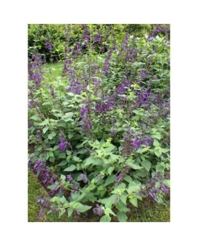 Salvia 'Amistad'® (Krzysztof Ziarnek - Kenraiz / wikimedia.org)
