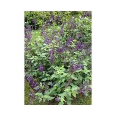 Salvia 'Amistad'® (Krzysztof Ziarnek - Kenraiz / wikimedia.org)