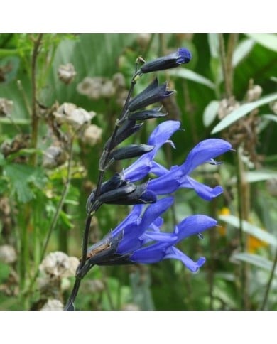 Salvia guaranitica 'Black and Blue' (Aaron Carlson / flickr.com)