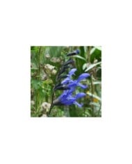 Salvia guaranitica 'Black and Blue' (Aaron Carlson / flickr.com)