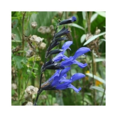 Salvia guaranitica 'Black and Blue' (Aaron Carlson / flickr.com)
