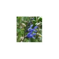 Salvia guaranitica 'Black and Blue' (Aaron Carlson / flickr.com)