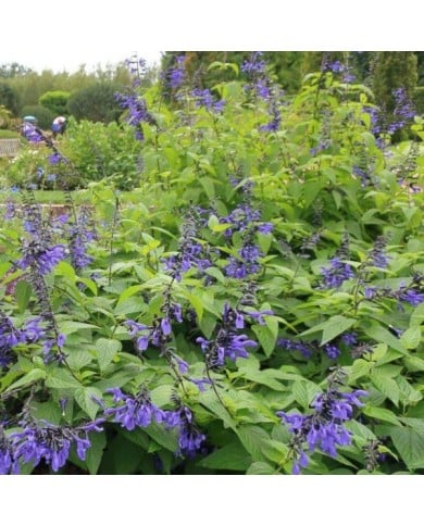 Salvia guaranitica 'Black and Blue' (cultivar413 / wikimedia.org)