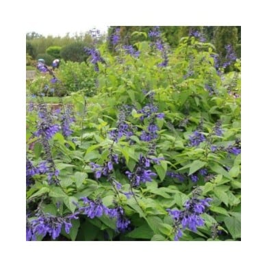 Salvia guaranitica 'Black and Blue' (cultivar413 / wikimedia.org)