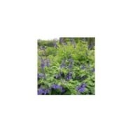 Salvia guaranitica 'Black and Blue' (cultivar413 / wikimedia.org)