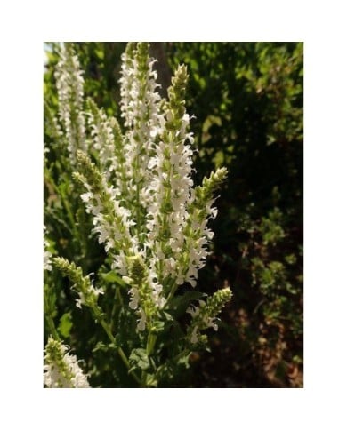 Salvia nemorosa 'Schneehügel' (Salicyna / wikimedia.org)