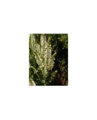Salvia nemorosa 'Schneehügel' (Salicyna / wikimedia.org)