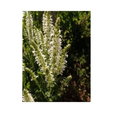 Salvia nemorosa 'Schneehügel' (Salicyna / wikimedia.org)