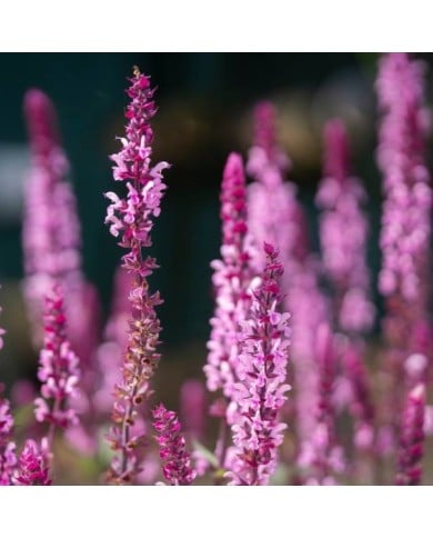 Salvia nemorosa 'Caradonna Pink Inspiration'® (Kaja / Adobe Stock)