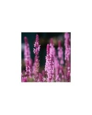 Salvia nemorosa 'Caradonna Pink Inspiration'® (Kaja / Adobe Stock)