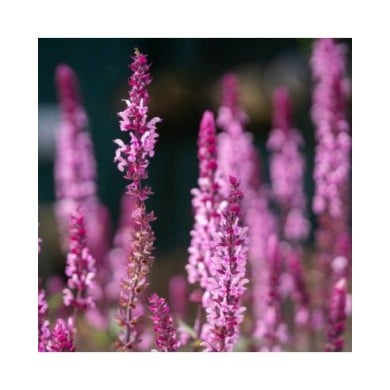 Salvia nemorosa 'Caradonna Pink Inspiration'® (Kaja / Adobe Stock)
