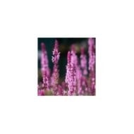 Salvia nemorosa 'Caradonna Pink Inspiration'® (Kaja / Adobe Stock)