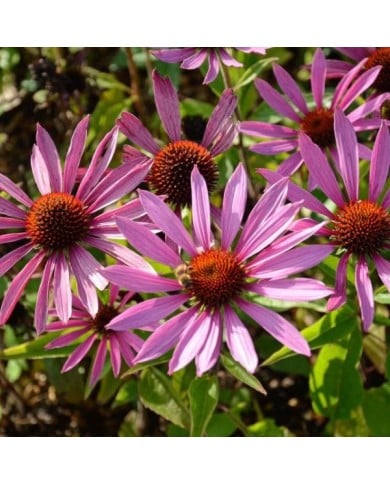Echinacea purpurea 'Maxima' (JAG IMAGES / Adobe Stock)