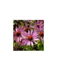 Echinacea purpurea 'Maxima' (JAG IMAGES / Adobe Stock)