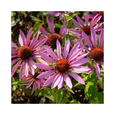 Echinacea purpurea 'Maxima' (JAG IMAGES / Adobe Stock)