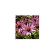 Echinacea purpurea 'Maxima' (JAG IMAGES / Adobe Stock)