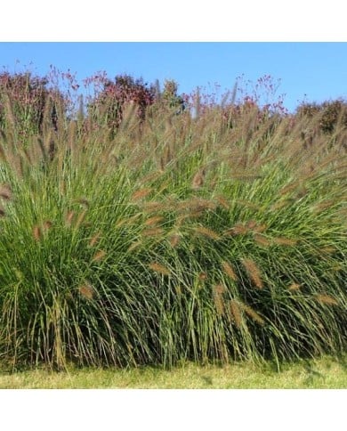 Pennisetum alopecuroides 'Hameln' (Krzysztof Ziarnek - Kenraiz / wikimedia.org)