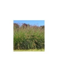 Pennisetum alopecuroides 'Hameln' (Krzysztof Ziarnek - Kenraiz / wikimedia.org)