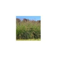 Pennisetum alopecuroides 'Hameln' (Krzysztof Ziarnek - Kenraiz / wikimedia.org)
