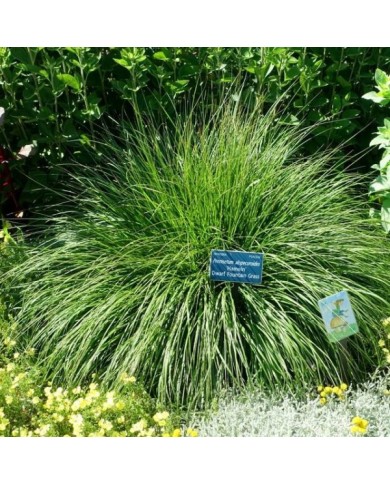 Pennisetum alopecuroides 'Hameln' (Daderot / wikimedia.org)