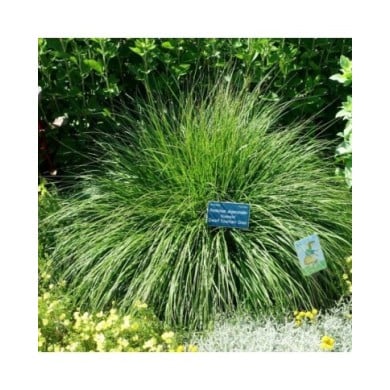 Pennisetum alopecuroides 'Hameln' (Daderot / wikimedia.org)