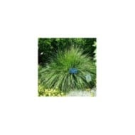 Pennisetum alopecuroides 'Hameln' (Daderot / wikimedia.org)