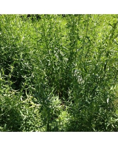 Pied d'estragon au jardin