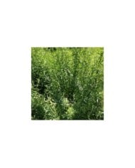 Pied d'estragon au jardin