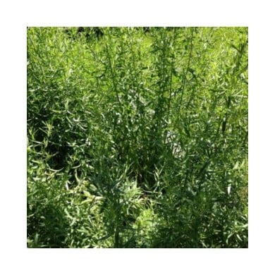 Pied d'estragon au jardin