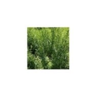 Pied d'estragon au jardin