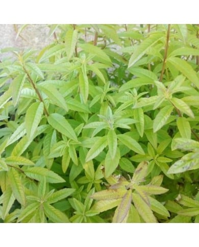 Verveine citronnelle  - lippia citriodora / aloysia triphylla