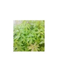 Verveine citronnelle  - lippia citriodora / aloysia triphylla